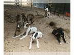 Greyhound DOG FOR ADOPTION ADN-793889 - GREYHOUND PUP FOR ADOPTION