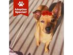Adopt Poppy - Small dog, sweet girl - good with dogs! $50 ADOPTION SPECIAL!