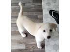 Adopt BITSY a Great Pyrenees, Mixed Breed
