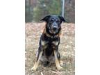 Adopt Maple Syrup - Adoptable a Shepherd, Mixed Breed