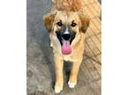 Adopt Charolette Bronte a Mixed Breed