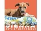 Adopt Sienna a American Staffordshire Terrier