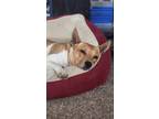 Adopt Willow a Jack Russell Terrier