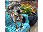 Adopt Hattie a Mixed Breed