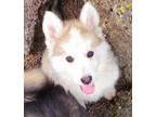 Adopt Dior a Alaskan Malamute, German Shepherd Dog