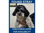 Adopt STACEY a Poodle, Mixed Breed