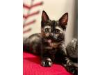 Adopt Zelly a Domestic Short Hair