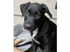 Adopt Elsie a Labrador Retriever