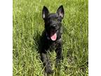 Adopt Space Litter (Phoebe) - Located in Florida a Dutch Shepherd