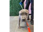 Adopt DREAM. a Pit Bull Terrier, Mixed Breed