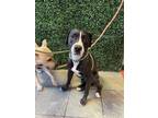 Adopt KARTI a Pit Bull Terrier, Mixed Breed