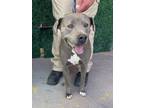 Adopt Sookie* a Pit Bull Terrier, Mixed Breed