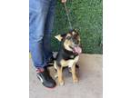 Adopt 55840903 a German Shepherd Dog, Mixed Breed