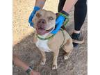 Adopt Daisee* a Pit Bull Terrier, Mixed Breed