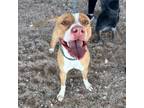 Adopt Dolly* a Pit Bull Terrier, Mixed Breed