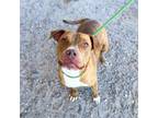 Adopt Maple* a Pit Bull Terrier, Mixed Breed