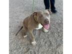 Adopt Kimiko* a Pit Bull Terrier, Mixed Breed