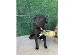 Adopt 55812347 a Pit Bull Terrier, Mixed Breed