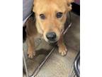 Adopt Noodle* a German Shepherd Dog, Mixed Breed