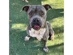 Adopt Violet* a Pit Bull Terrier, Mixed Breed