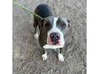 Adopt starlight* a Pit Bull Terrier, Mixed Breed