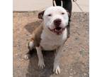 Adopt Gypsy* a Pit Bull Terrier, Mixed Breed