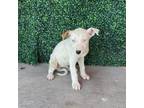 Adopt 56020987 a Pit Bull Terrier, Mixed Breed
