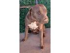 Adopt 56047703 a Pit Bull Terrier, Mixed Breed