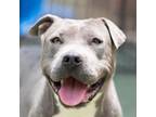 Adopt Blue a Pit Bull Terrier, Mixed Breed