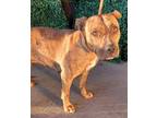 Adopt 56050719 a Pit Bull Terrier, Mixed Breed