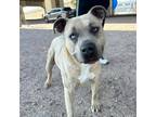Adopt Lilly a Pit Bull Terrier, Mixed Breed
