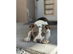 Adopt La Shorty a Pit Bull Terrier, Mixed Breed