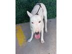 Adopt 56033650 a Bull Terrier, Mixed Breed