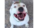 Adopt Queenie* a Pit Bull Terrier, Mixed Breed