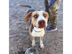 Adopt Reid* a Pit Bull Terrier, Mixed Breed