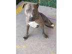 Adopt Gwynie* a Pit Bull Terrier, Mixed Breed