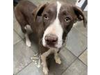 Adopt 56013142 a Pointer, Mixed Breed