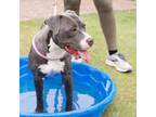 Adopt Angel Baby a Pit Bull Terrier, Mixed Breed