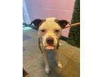 Adopt 55883945 a Pit Bull Terrier, Mixed Breed