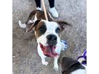 Adopt Elizabeth Swann* a Pit Bull Terrier, Mixed Breed