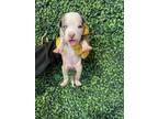 Adopt 55954559 a Pit Bull Terrier, Mixed Breed