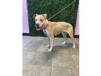 Adopt 55938213 a Pit Bull Terrier, Mixed Breed