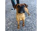 Adopt Butter* a Boxer, Mixed Breed