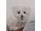 Adopt CANDY* a Miniature Poodle, Mixed Breed