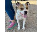 Adopt Jackie a Pit Bull Terrier, Mixed Breed
