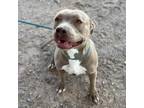 Adopt Willa* a Pit Bull Terrier, Mixed Breed