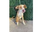 Adopt Owen* a Pit Bull Terrier, Mixed Breed
