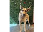 Adopt Maggie* a Shepherd, Mixed Breed