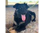 Adopt Cicely* a Shepherd, Mixed Breed