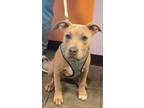 Adopt Artemis a Pit Bull Terrier, Mixed Breed
